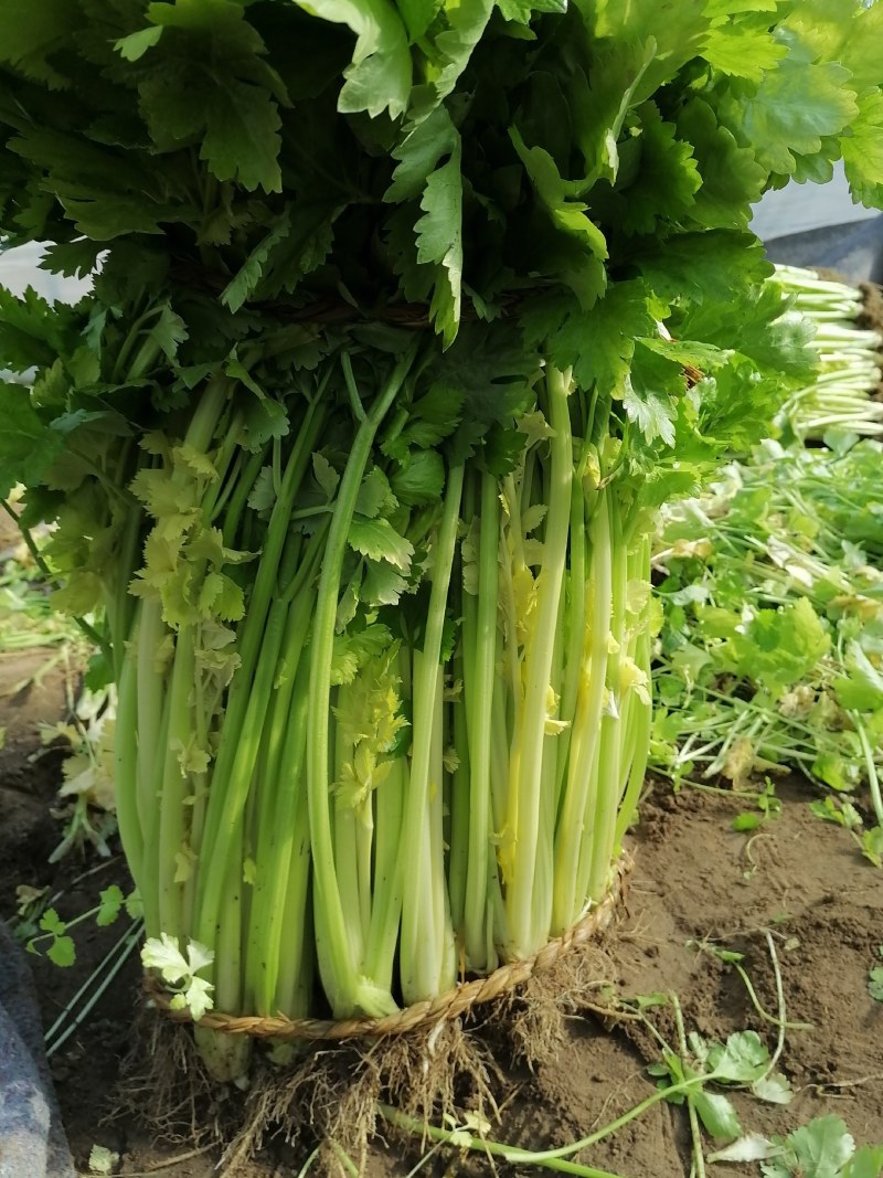 黄心马家沟芹菜大批量上市