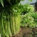 黄心马家沟芹菜大批量上市