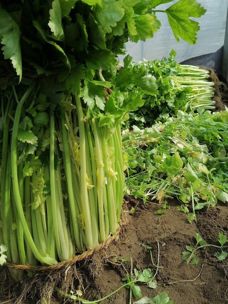 黄心马家沟芹菜大批量上市