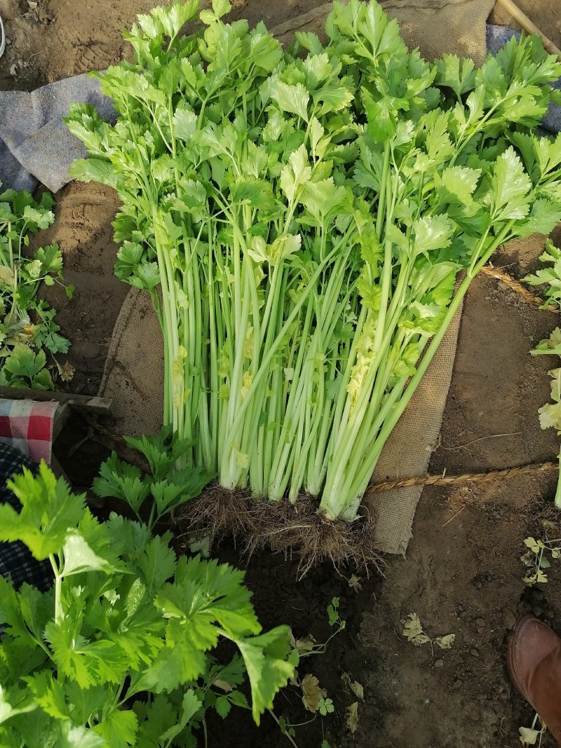 黄心马家沟芹菜大批量上市