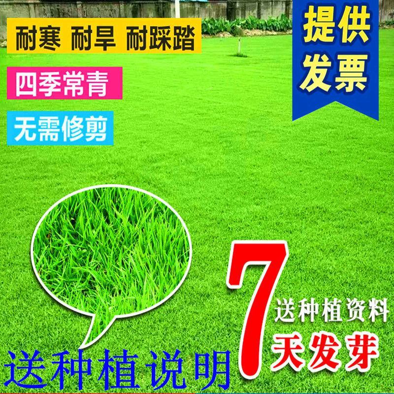 草坪种子护坡种子保证发芽率狗牙根高羊茅黑麦草种子