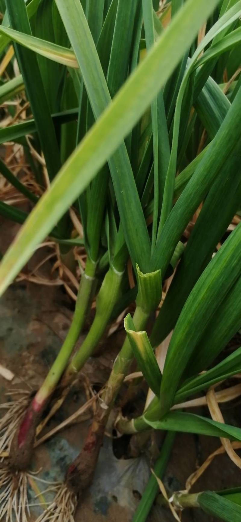 万亩大棚西瓜红根蒜苗