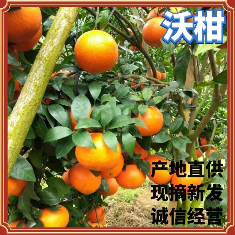 广西精品沃柑颜色鲜艳，汁水饱满，果面干净！