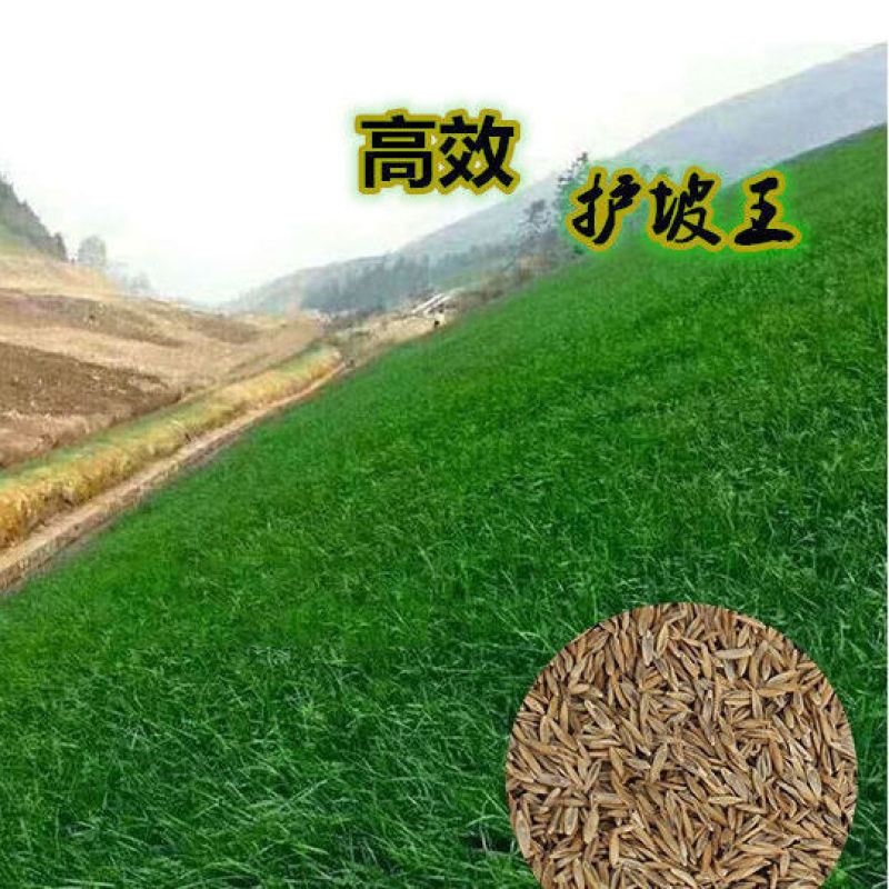 进口草坪种子四季青护坡草籽高种高羊茅护坡草种