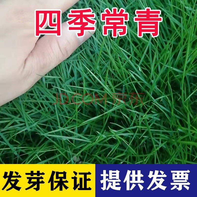 进口草坪种子四季青护坡草籽高种高羊茅护坡草种