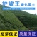 进口草坪种子四季青护坡草籽高种高羊茅护坡草种