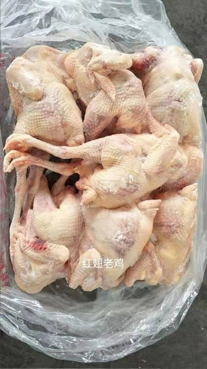 二级老母鸡一车，肉食鸡。白条鸡，三黄鸡，鸡副鸡分割冻鸡肉