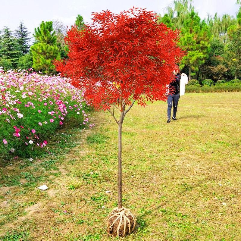 红枫苗日本红枫红舞姬四季红庭院盆栽2-18公分基地三季红