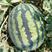 缅甸甜王西瓜种子，育种基地批发供应，产区免费发样试种