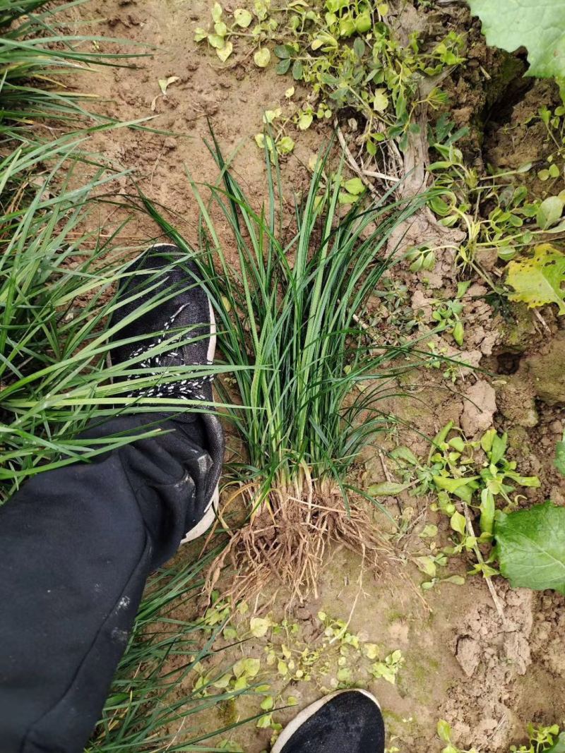 三台麦冬草苗产地直销药材草坪专用诚信合作
