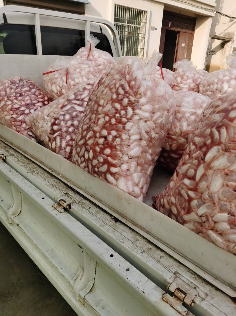 鱼泡，新鲜白鲢宰杀，现杀带血丝冰鲜发货，物流专线
