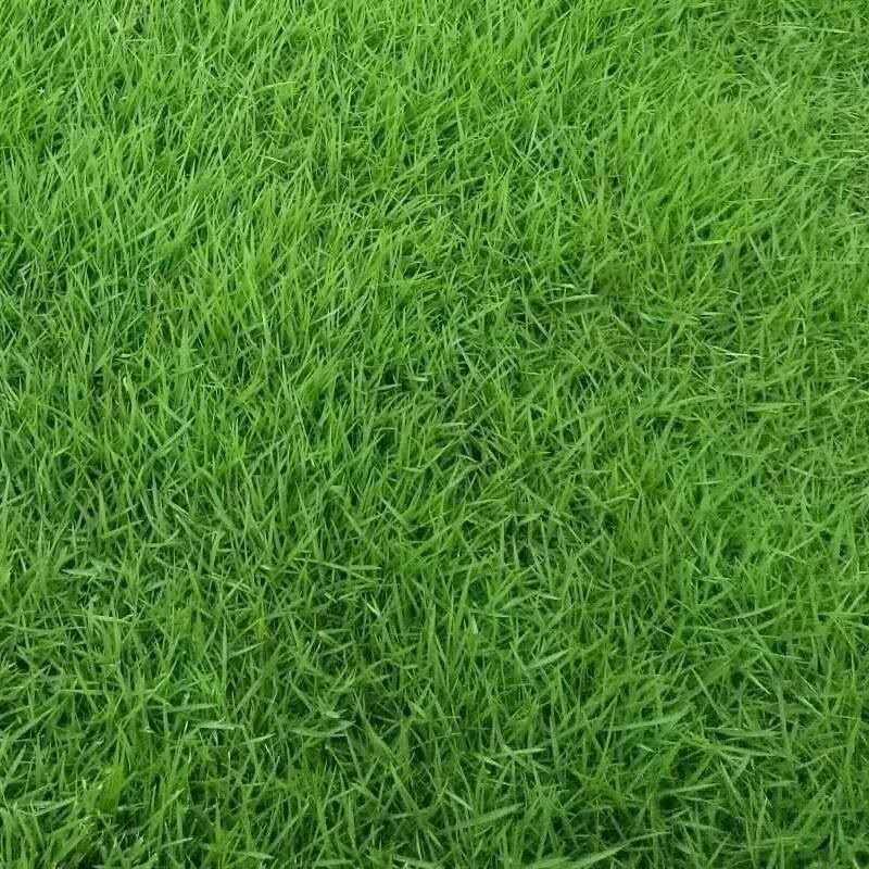 矮生百慕大种子天堂草四季青草籽耐热耐旱耐践踏免修剪草