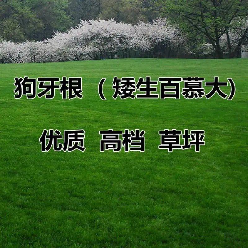 矮生百慕大种子天堂草四季青草籽耐热耐旱耐践踏免修剪草