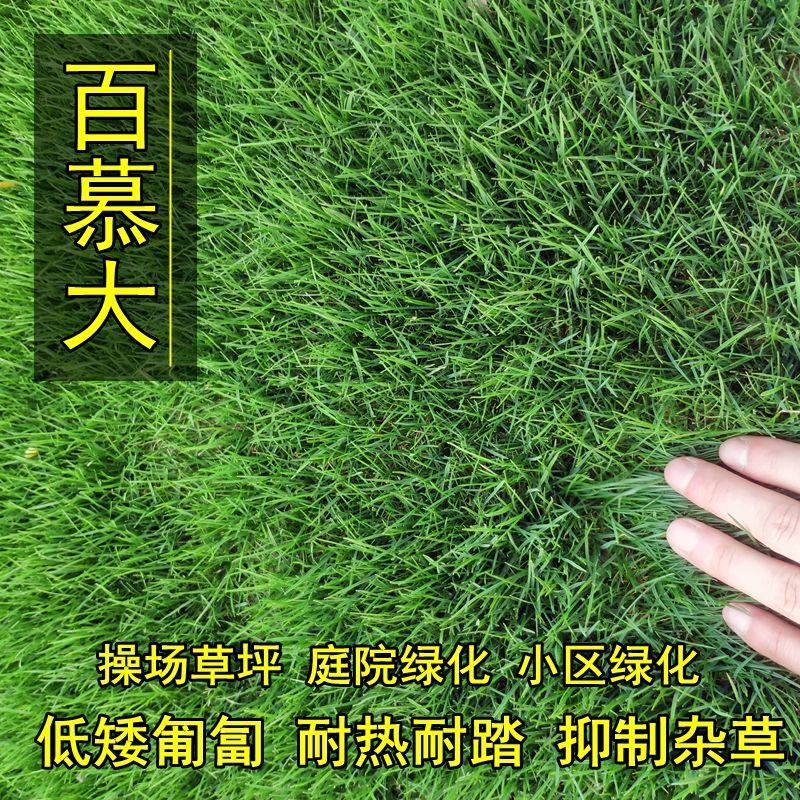 矮生百慕大种子天堂草四季青草籽耐热耐旱耐践踏免修剪草