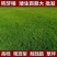 矮生百慕大种子天堂草四季青草籽耐热耐旱耐践踏免修剪草