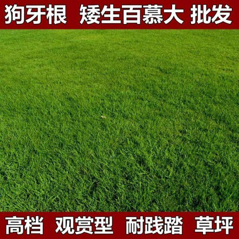 矮生百慕大种子天堂草四季青草籽耐热耐旱耐践踏免修剪草