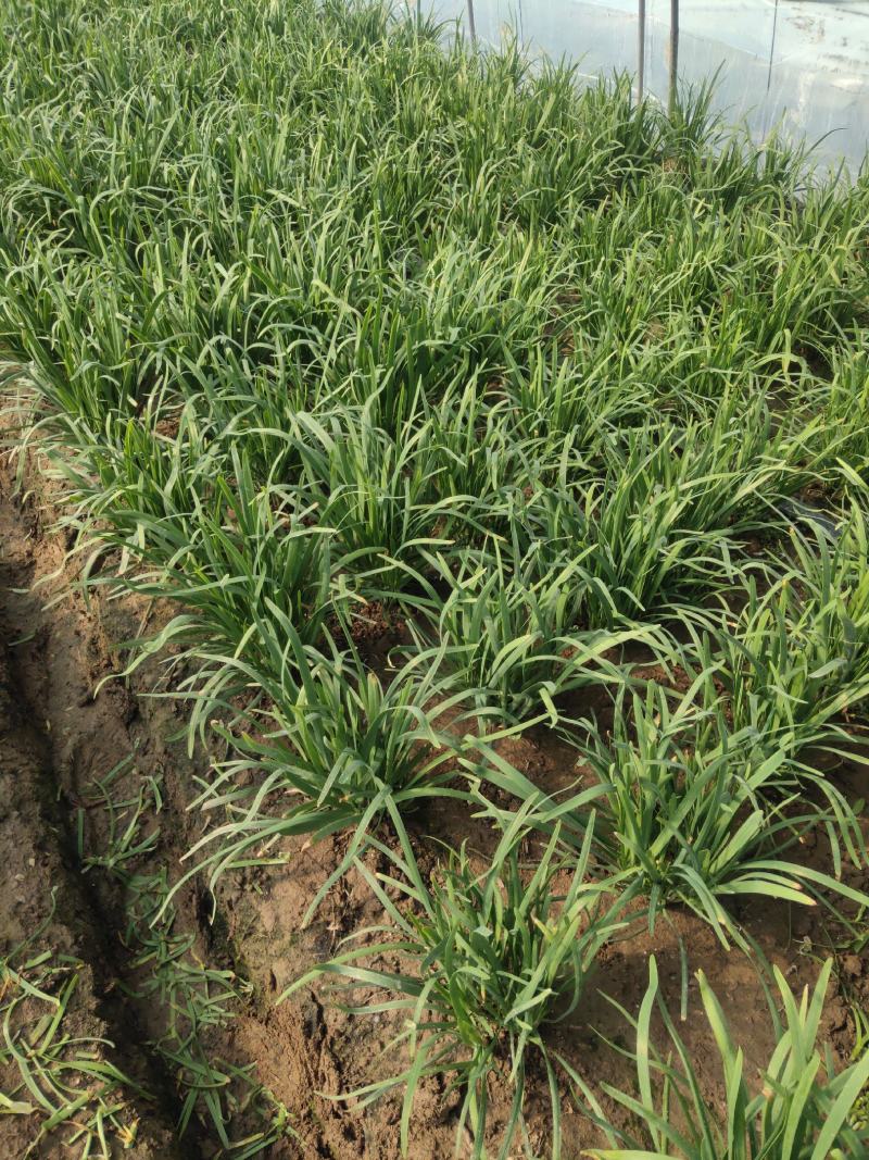 纯绿色有机韭菜，头年新根