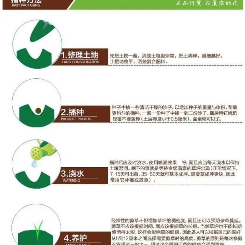 矮生百慕大种子天堂草四季青草籽耐热耐旱耐践踏免修剪草