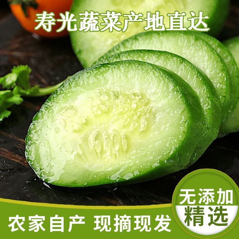 山东水果小黄瓜荷兰小黄瓜支持一件代发落地配