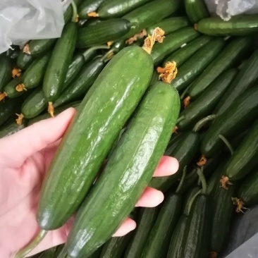 山东水果小黄瓜荷兰小黄瓜支持一件代发落地配