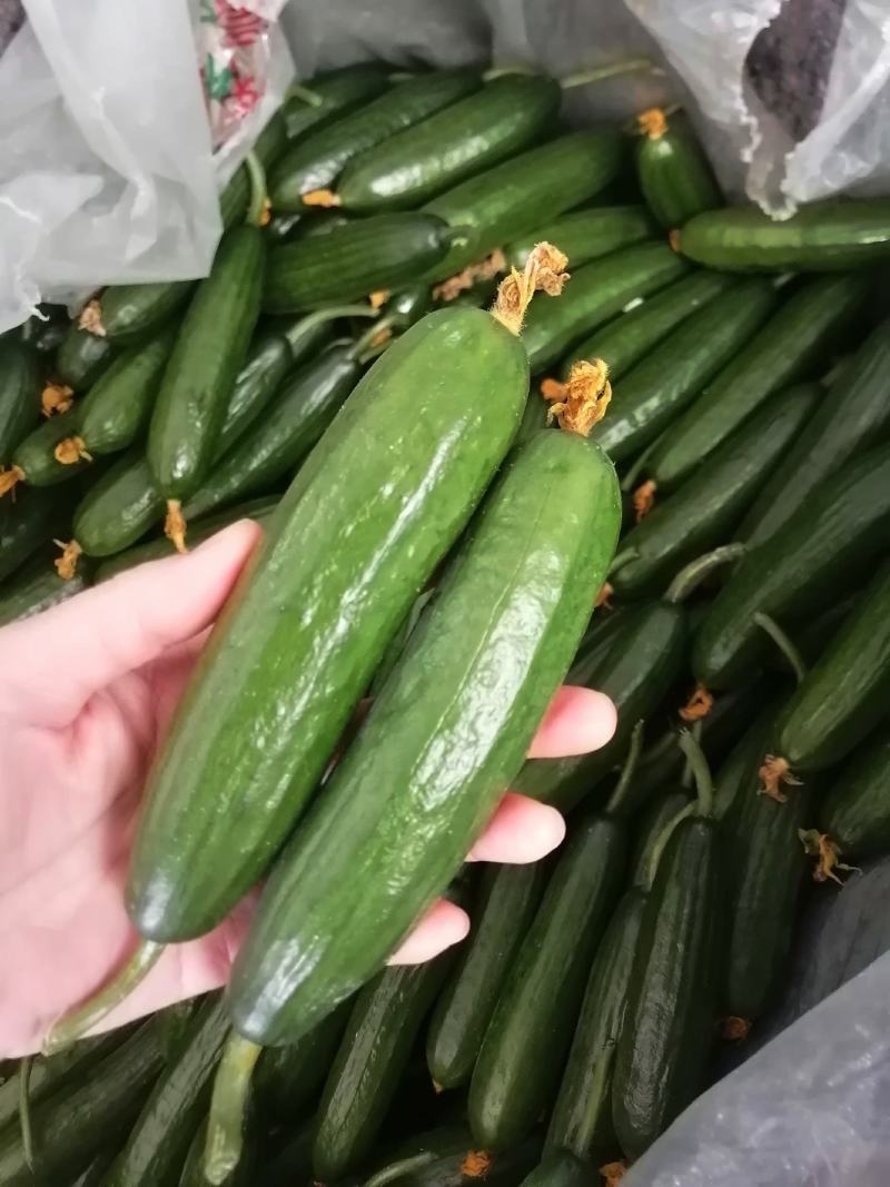 山东水果小黄瓜荷兰小黄瓜支持一件代发落地配