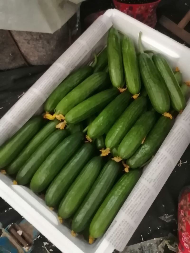 山东水果小黄瓜荷兰小黄瓜支持一件代发落地配