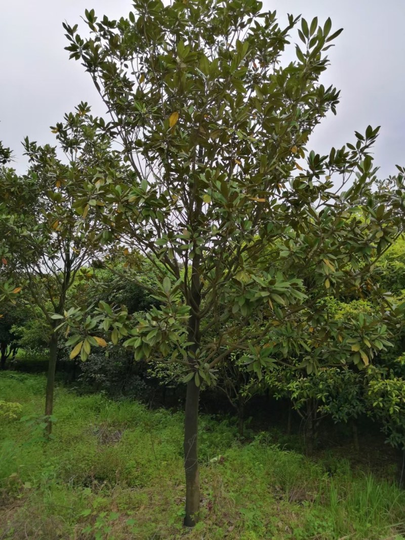 20公分广玉兰价格，南京苗圃直销，数量大