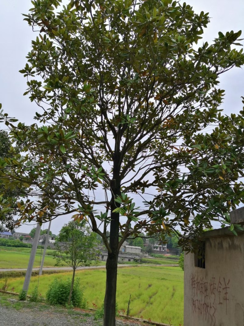 20公分广玉兰价格，南京苗圃直销，数量大
