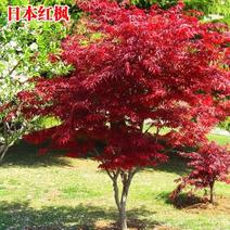 红枫树美国红枫日本红枫红舞姬中国红四季红庭院盆栽道路绿
