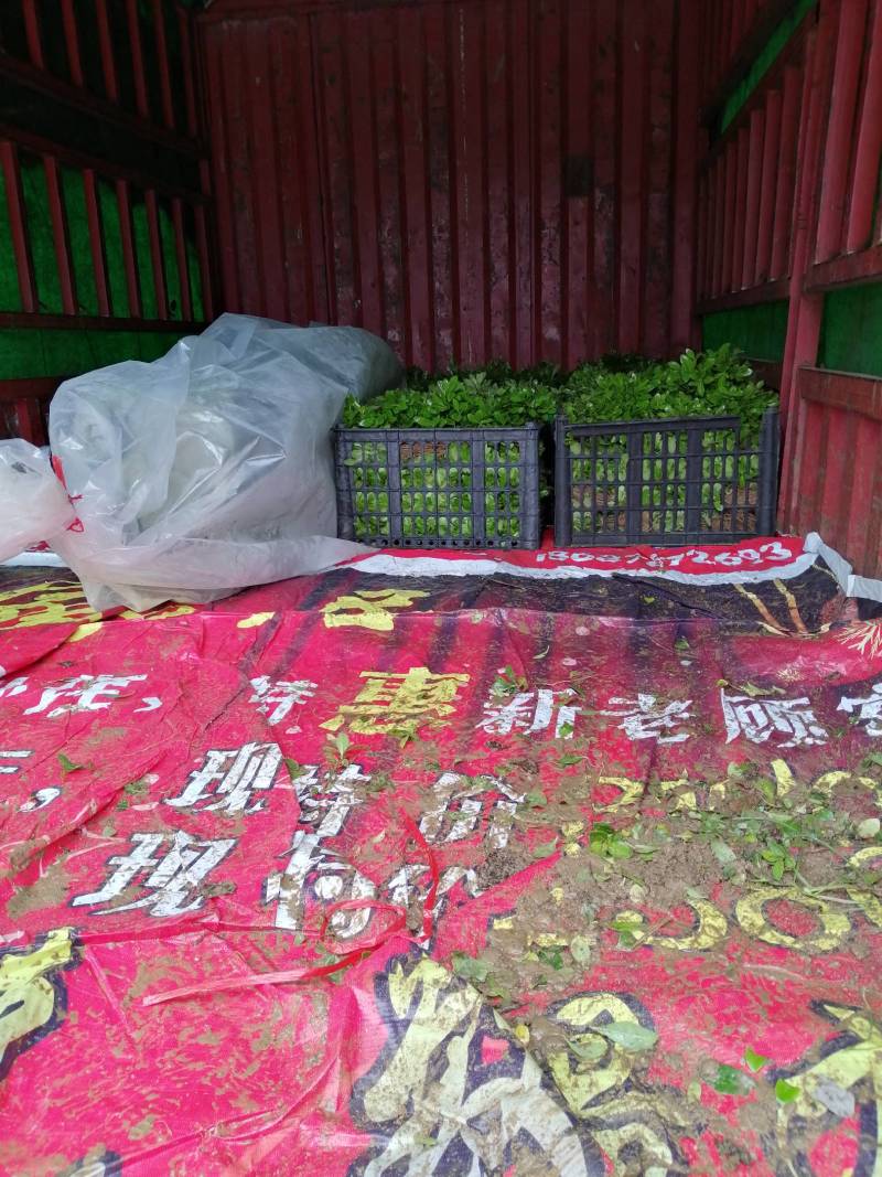 海桐，常年出售，小苗各种规格的工程茵
