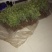 海桐，常年出售，小苗各种规格的工程茵