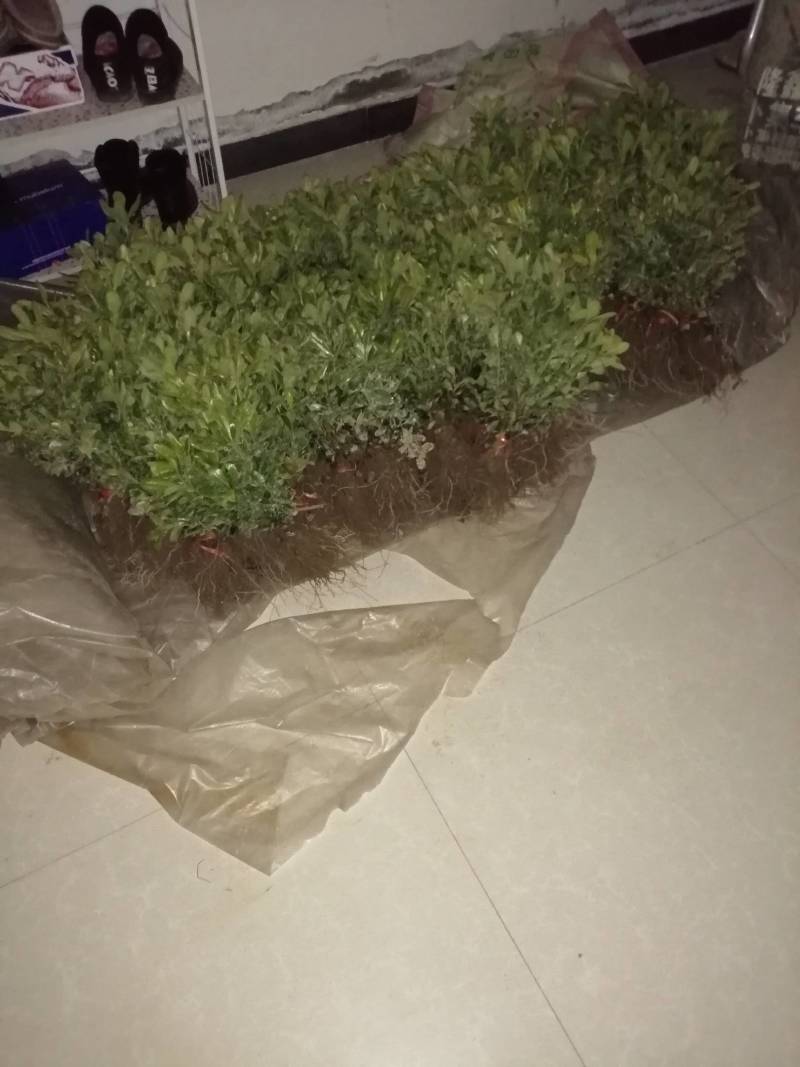 海桐，常年出售，小苗各种规格的工程茵