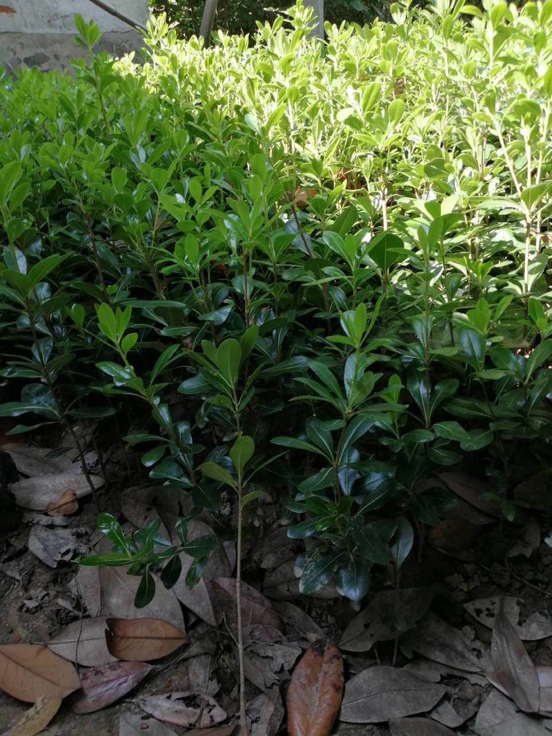 海桐，常年出售，小苗各种规格的工程茵