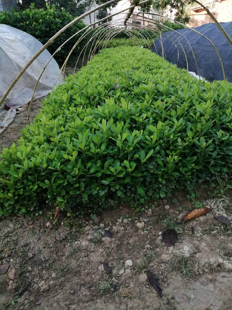 海桐，常年出售，小苗各种规格的工程茵