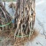 批发苹果树苗基地大量供应维纳斯苹果树苗价格便宜