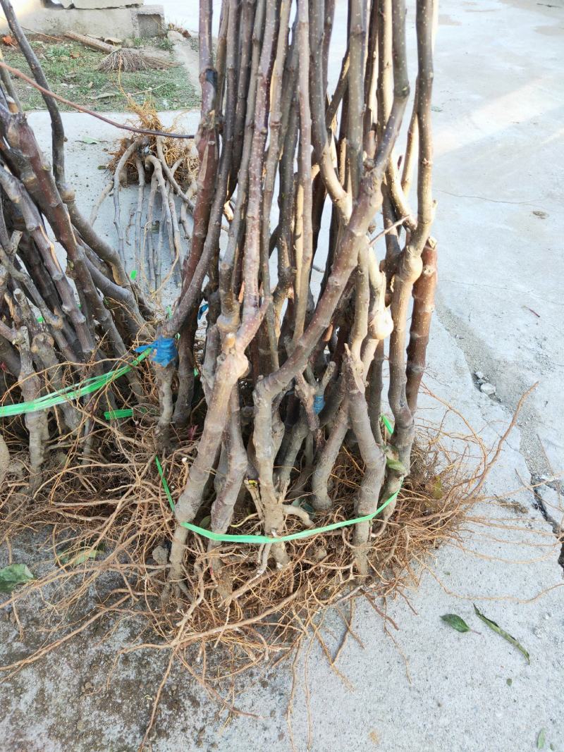 批发苹果树苗基地大量供应维纳斯苹果树苗价格便宜