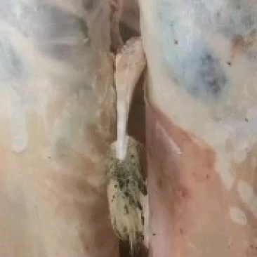 羊白条，鲜羊肉，纯干无水。全国配送，需要的联系