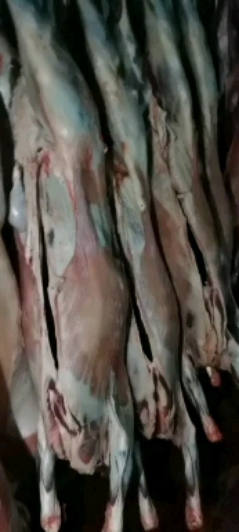 长年出售鲜牛羊肉，纯干无水，长年配送饭店于批发商。一手货