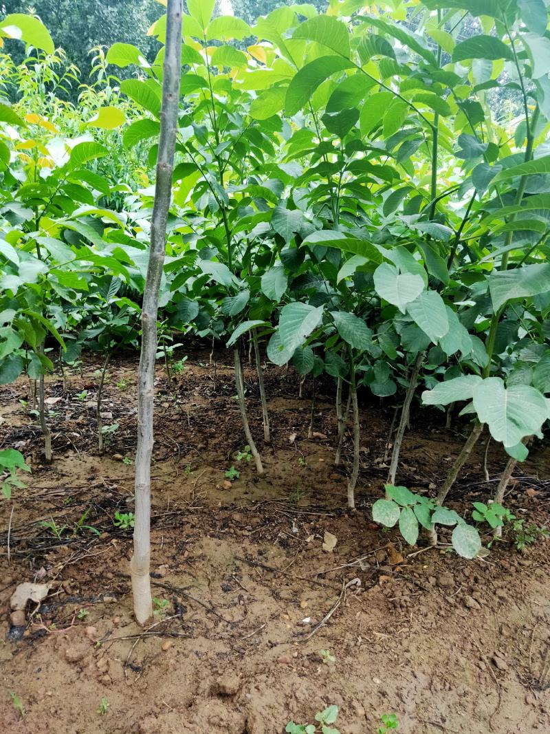 文玩核桃苗50~100cm1~2年结果铁核桃