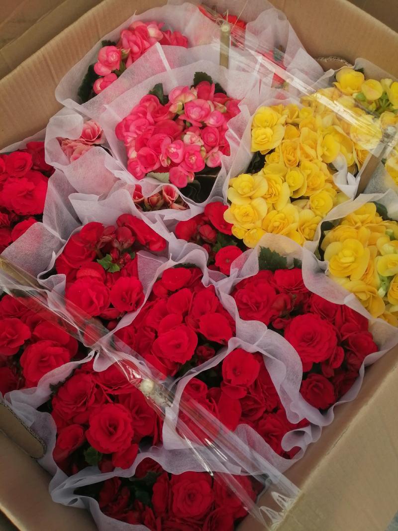 160#广州荔湾区玫瑰海棠混色发货