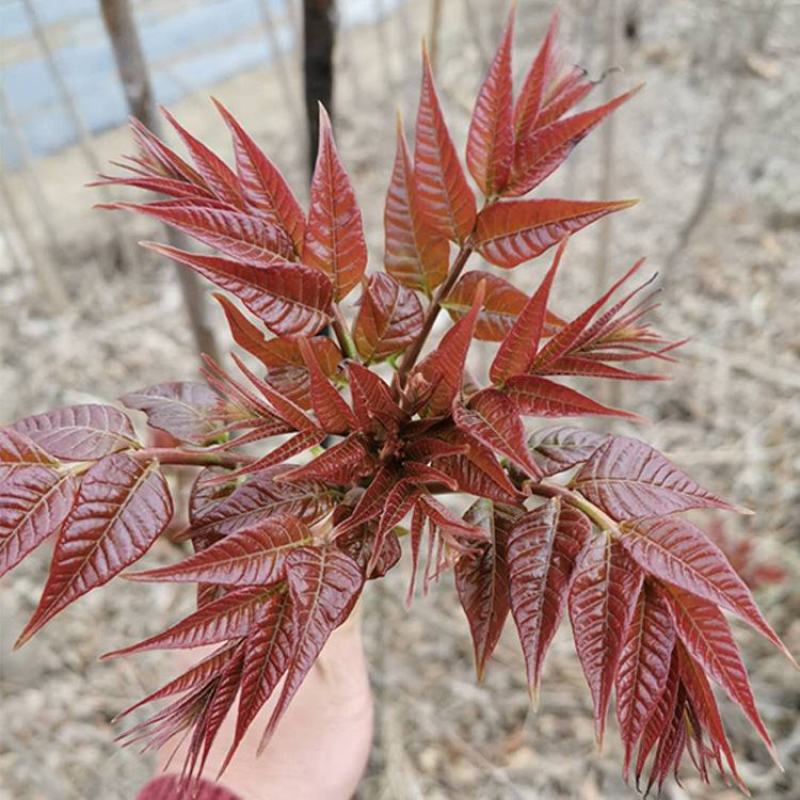 红油香椿苗香椿苗大棚专用矮化香椿苗30年技术经验支持