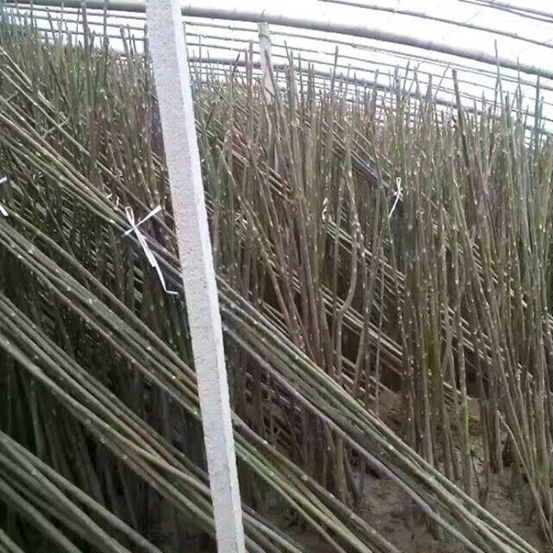 红油香椿苗香椿苗大棚专用矮化香椿苗30年技术经验支持