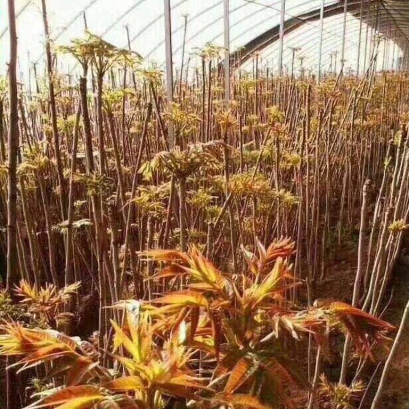 红油香椿苗香椿苗大棚专用矮化香椿苗30年技术经验支持