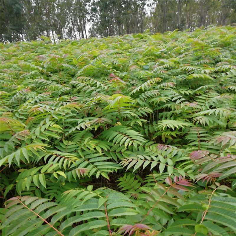 红油香椿苗香椿苗大棚专用矮化香椿苗30年技术经验支持