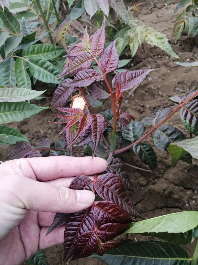 红油香椿苗香椿苗大棚专用矮化香椿苗30年技术经验支持
