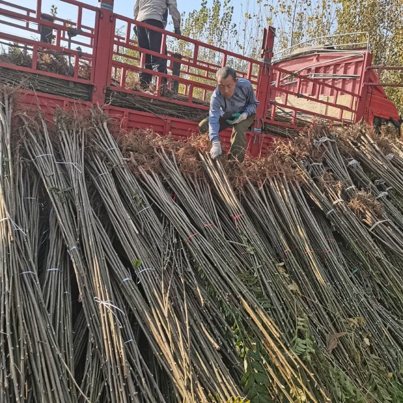 红油香椿苗香椿苗大棚专用矮化香椿苗30年技术经验支持