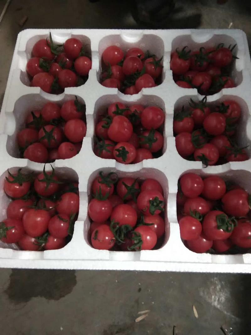 樱桃西红柿大量上市欢迎新老客户！