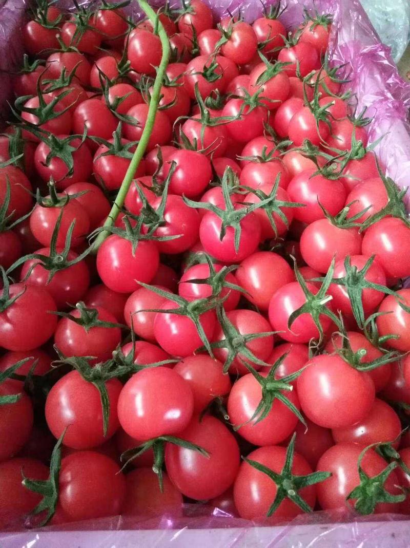樱桃西红柿大量上市欢迎新老客户！