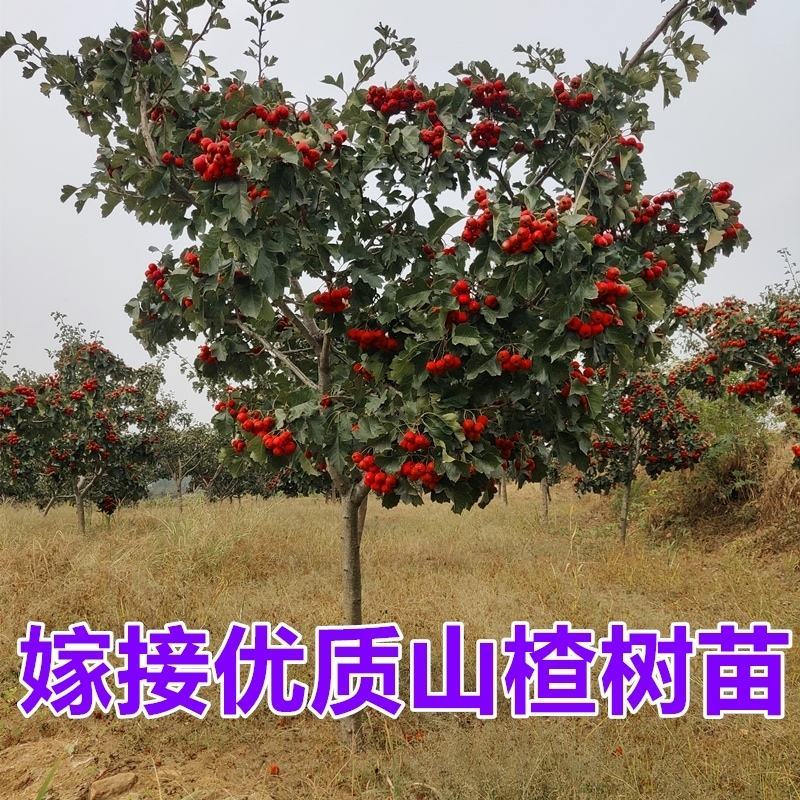 山楂苗，大金星，甜红子，大五愣山楂，基地直供，品质保证
