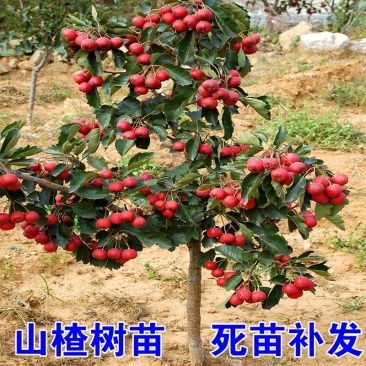 山楂苗,大金星,甜红子,大五愣山楂,基地直供,品质保证